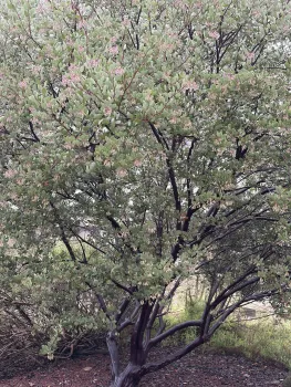 Manzanita, in full pink bloom at the Demo Garden in January. Anne Ryder