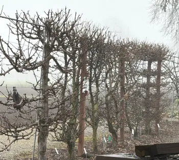 The bare branches of espaliered fruit trees in the Demo Garden in winter. Anne Ryder