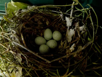 A wren nest perched in a trellis