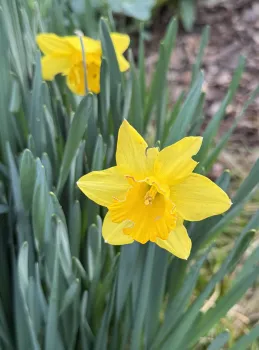 Photo of yellow daffodils blooming.