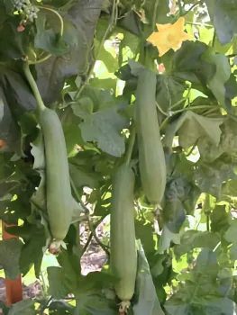 Smooth luffa fruit hanging on vines