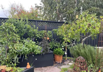 Marin garden planted with apple, pomegranate, fig, and quince trees