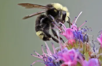 Native bumblebee
