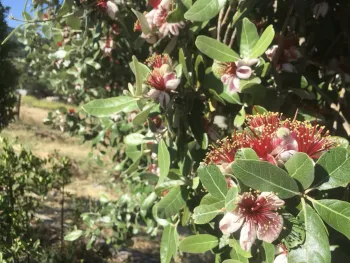 Close up of pink & red pineapple guava flowers
