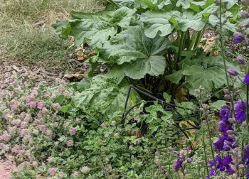 Rhubarb, flowering oregano & naturalized Larkspur in a permaculture food forest