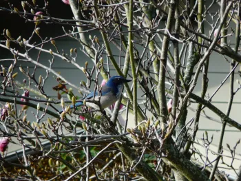 Scrub jay in a tree