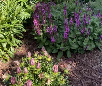Photo of mulch around landscape flowers