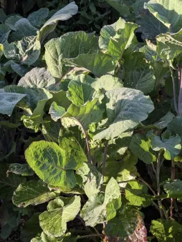 big leafy tree collards (tree kale)