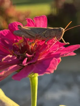 Photo of a grasshopper perched on a zinna flower.
