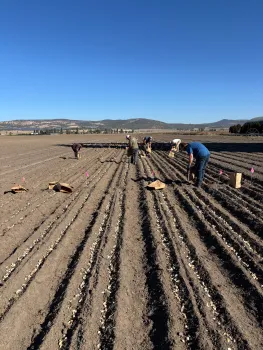 People drop garlic into long seed beds in a field