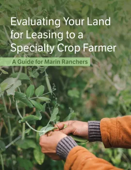 hands pruning a pea plant