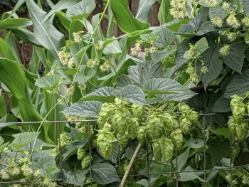 close up of healthy hops flowers