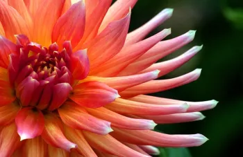 peach dahlia flower