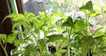 Photo of potato leaf tomatoes.