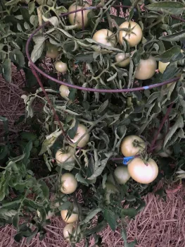 Photo of tomato plant with sunscald.