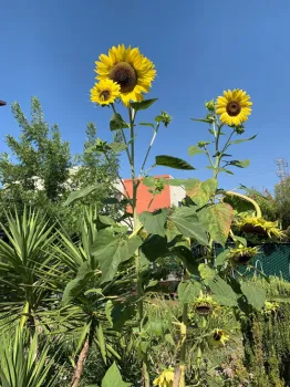 Sunflowers grow in the Discovery House garden, in Martinez.