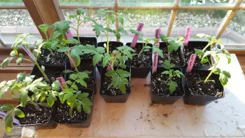  Learn to start tomato plants from seed at the Spring Garden Talk. Kristina Thompson