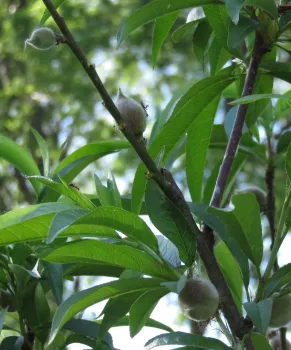 Same peaches after thinning. J. Alosi