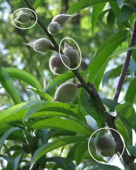 Peaches growing too close together need to be thinned, J. Alosi