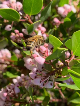 Bee visiting flowers on manzanita Laura Kling