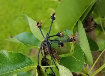 Fire blight on pear blossoms. J. Alosi