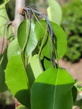 Fire blight on young pear shoot. J. Alosi
