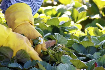 Wear gloves, a long-sleeved shirt, and other protective gear when interacting with contaminated soil. 