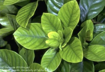Foliage Damage due to Iron Deficiency, Courtesy Kelly Clark, UC-IPM.png