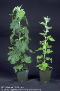 Foliage Damage due to Nitrogen Deficiencies, courtesy UC-IPM