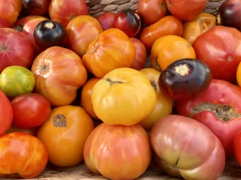 Tomato Harvest by Becca Ryan