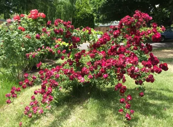 A blooming Dr. Huey rose located in a Bishop, CA lawn