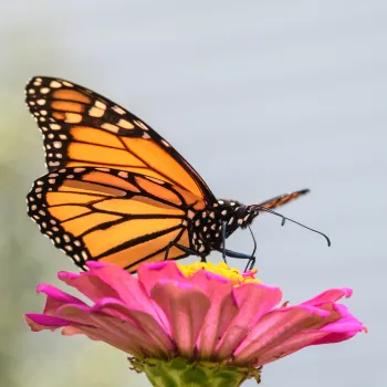 Monarch butterfly on a zinnia