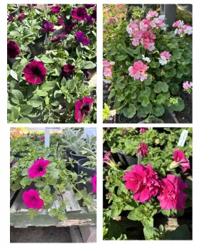 petunias and geraniums