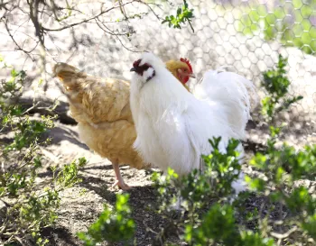 Two chickens standing next to each other under foliage outside.