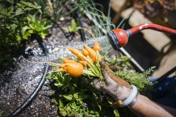 A gloved hand holding a bunch of carrots by the stem while a garden hose head rinses them with water. This is happening over a garden bed.