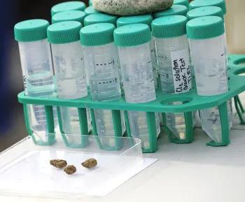 Several labeled test tube vials in a test tube holding tray, sitting on a countertop. 