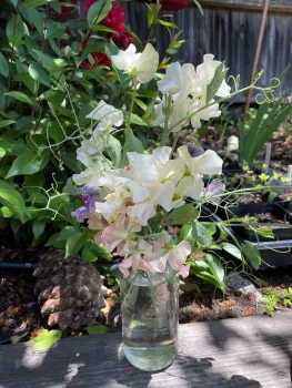 closeup of sweet peas in a jar