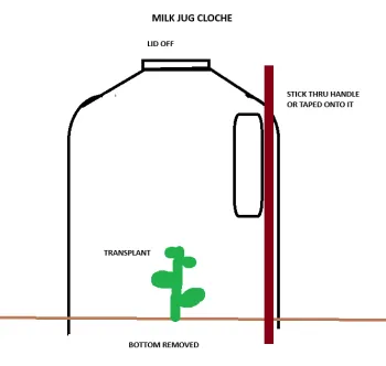 A diagram of a milk jug cloche in the garden, using a stick to secure it in place in wind.