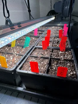 Seed trays with grow light and name tags