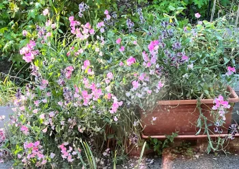sweet peas spilling over a pot