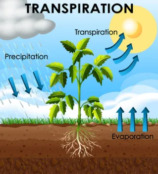 Transpiration in Plants (graphic)