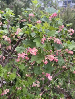 A Sierra Currant bush, Ribes nevadense, in bloom sporting pink flowers on a lush looking green shrub