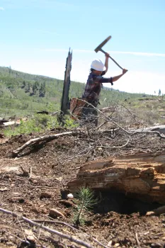 Person planting a tree seedling