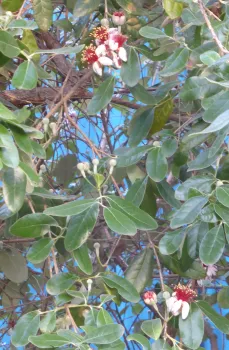 Feijoa (pineapple guava) flowers, edible petals turned upwards. J. Lawrence