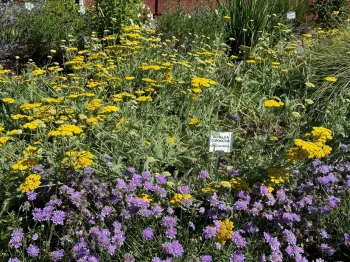 Achillea 'Coronation' and purple Pincushion flowers bloom in the Demo Garden. Laura Kling