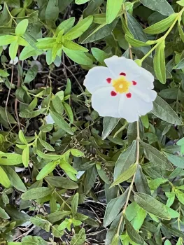 Rockrose is a drought-tolerant flowering shrub that thrives in our climate. J.C. Lawrence