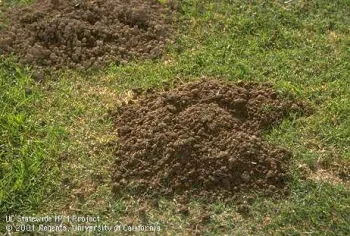 Crescent-shaped mound and plugged burrow opening of a pocket gopher. UC IPM Project