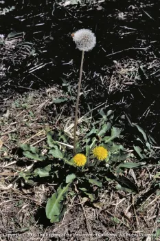Dandelions may indicate low calcium in your soil. UC IPM