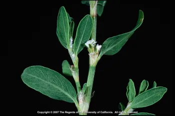 Knotweed can indicate acidic soil. UC IPM