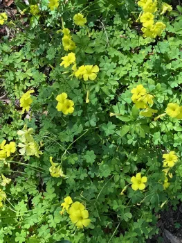 Oxalis stricta (common yellow wood sorrel) is nearly impossible to eradicate in our area. J.C. Lawrence